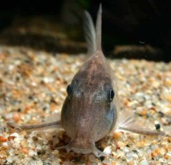 Corydoras solox