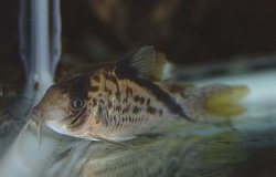 Corydoras sp. (C016)