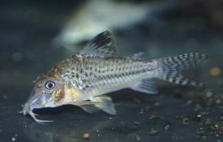 Corydoras sp. (C042) - Click for species page