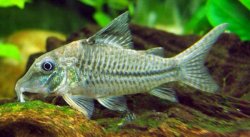 Corydoras sp. (C042)