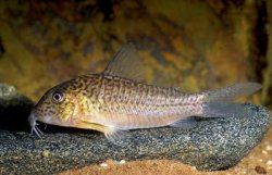 Corydoras sp. (C094)