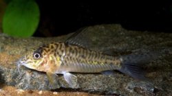 Corydoras sp. (C095) - Click for species page