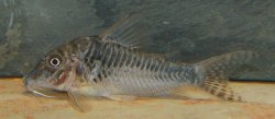 Corydoras sp. (C127)