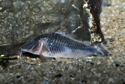 Corydoras sp. (C127)