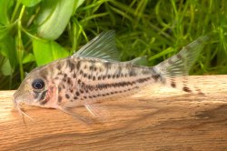 Corydoras sp. (C155) - Click for species page