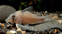 Corydoras sp. (Cw053) - Click for species page