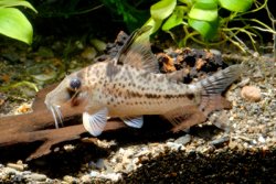 Corydoras sp. (Cw055) - Click for species page