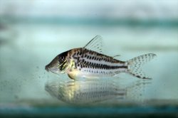 Corydoras sp. (Cw066) - Click for species page