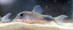 Corydoras sp. (Cw118) - Click for species page