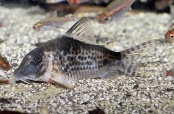 Corydoras sp. (Cw120)