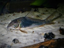 Corydoras sp. (Cw124) - Click for species page