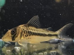 Corydoras sp. (Cw149) - Click for species page