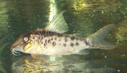 Corydoras sp. hybrid(1) - Click for species page