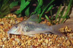 Corydoras stenocephalus - Click for species page