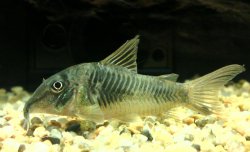 Corydoras stenocephalus