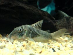 Corydoras stenocephalus