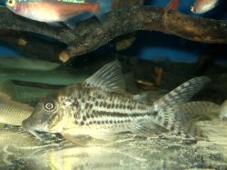 Corydoras vittatus