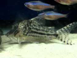 Corydoras vittatus