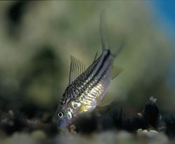 Gastrodermus cf. elegans