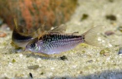 Gastrodermus elegans