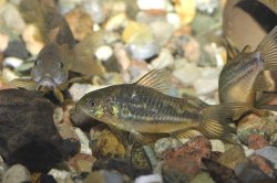 Gastrodermus sp. (C132)