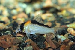 Hoplisoma adolfoi