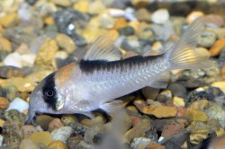 Hoplisoma adolfoi