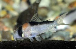 Hoplisoma adolfoi