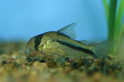Hoplisoma axelrodi
