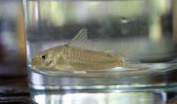 Hoplisoma breei