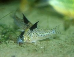 Hoplisoma brevirostre