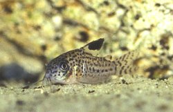 Hoplisoma copei