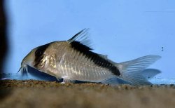Hoplisoma davidsandsi