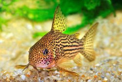 Hoplisoma eversi