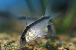 Hoplisoma granti