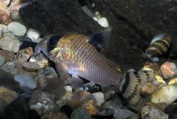 Hoplisoma oiapoquense