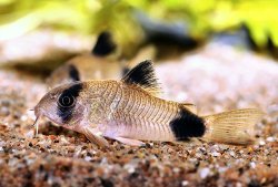 Hoplisoma panda