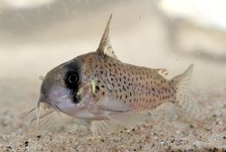 Hoplisoma sp. (C048)