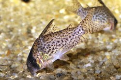 Hoplisoma sp. (C048)