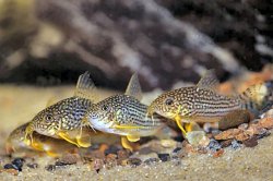 Hoplisoma sterbai
