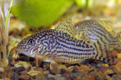 Hoplisoma sterbai