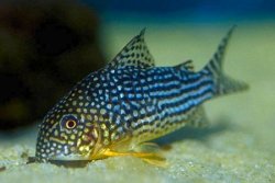 Hoplisoma sterbai