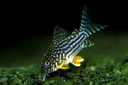 Hoplisoma sterbai