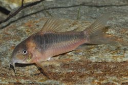 Osteogaster oharai - Click for species page