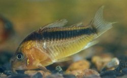 Osteogaster rabauti