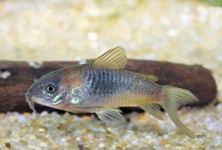 Osteogaster sp. (Cw041)