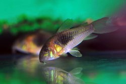 Osteogaster venezuelanus