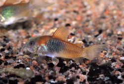 Osteogaster venezuelanus