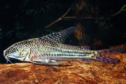 Scleromystax barbatus