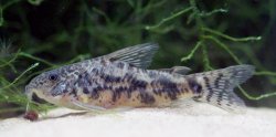 Scleromystax macropterus - Click for species page